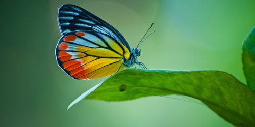 Transform Butterfly on a leaf
