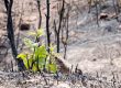 Green shoots emerge from fire