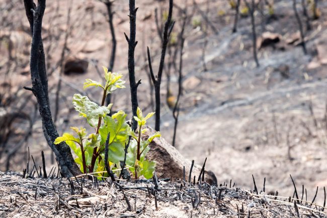 shutterstock_715950436 Green shoots emerge from fire